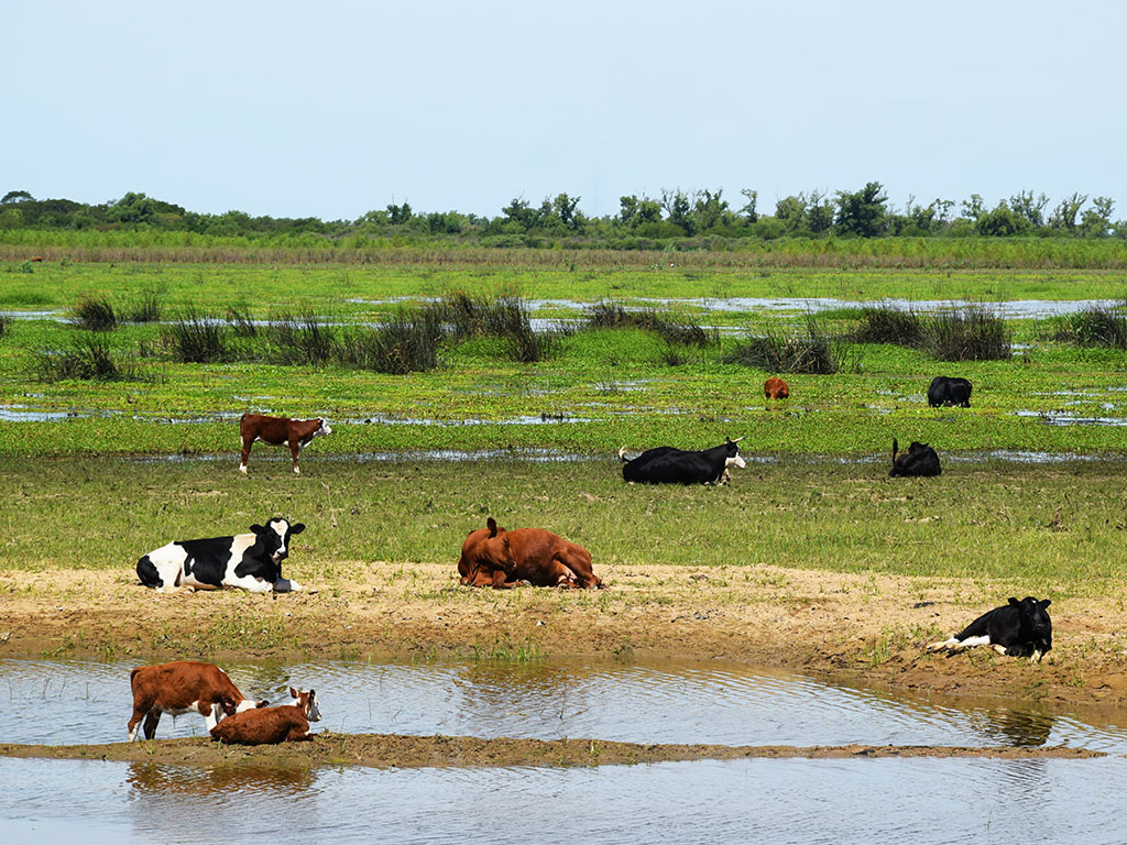 Que hacer en San Nicolás de los Arroyos