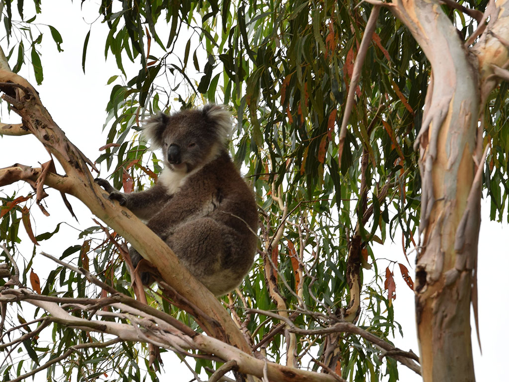 Que ver desde el Coorong National Park hasta Cape Otway